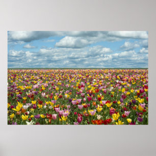Flowers Tulips Willamette Valley Oregon Poster