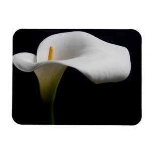 Flowers White Calla Lily Magnet