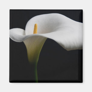 Flowers   White Calla Lily Magnet