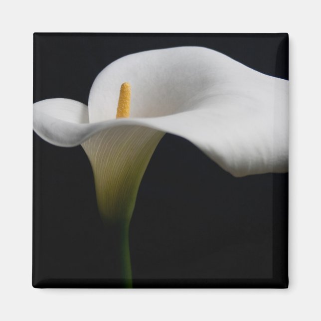 Flowers | White Calla Lily Magnet (Front)