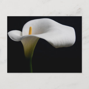 Flowers   White Calla Lily Postcard