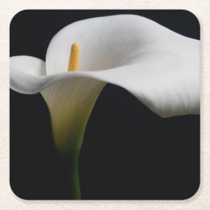 Flowers White Calla Lily Square Paper Coaster