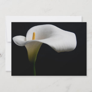 Flowers   White Calla Lily Thank You Card