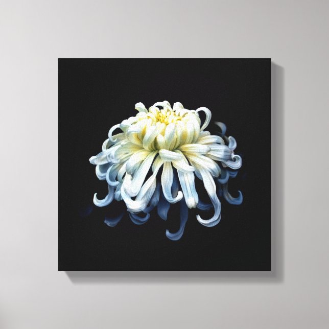 Flowers | White Chrysanthemum Canvas Print (Front)