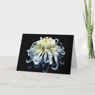 Flowers   White Chrysanthemum Card