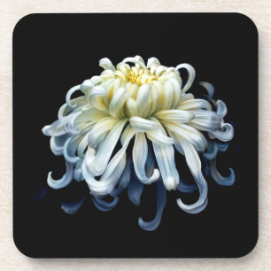 Flowers White Chrysanthemum Coaster