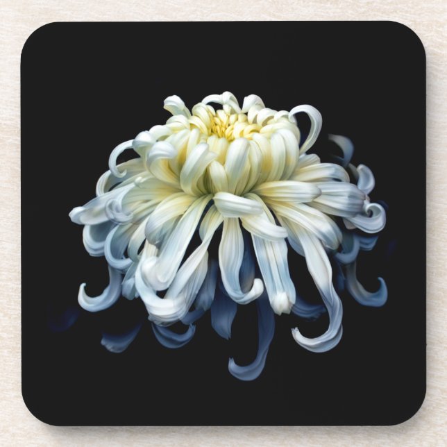Flowers | White Chrysanthemum Coaster (Front)