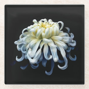 Flowers White Chrysanthemum Glass Coaster