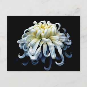 Flowers   White Chrysanthemum Postcard