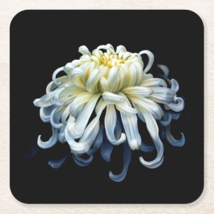 Flowers White Chrysanthemum Square Paper Coaster