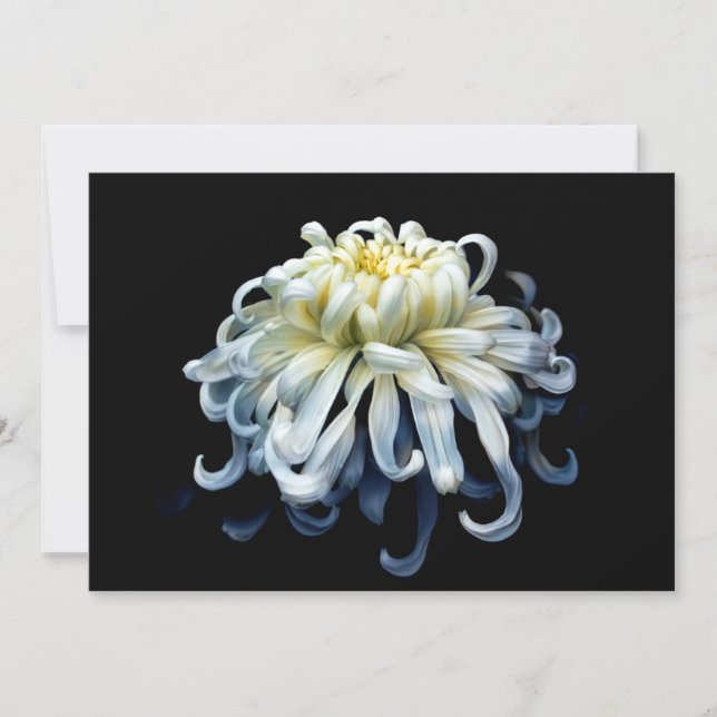 Flowers | White Chrysanthemum Thank You Card (Front)
