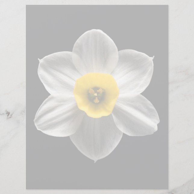 Flowers | White Daffodil Flower (Front)