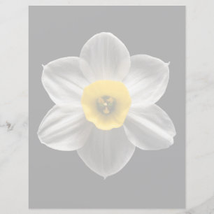Flowers White Daffodil Flower
