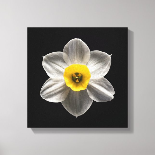 Flowers | White Daffodil Flower Canvas Print (Front)