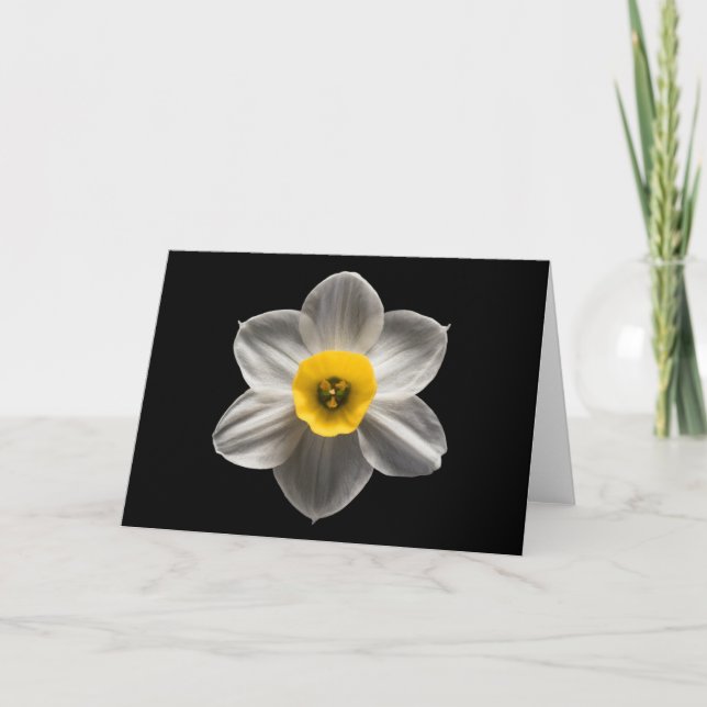 Flowers | White Daffodil Flower Card (Front)