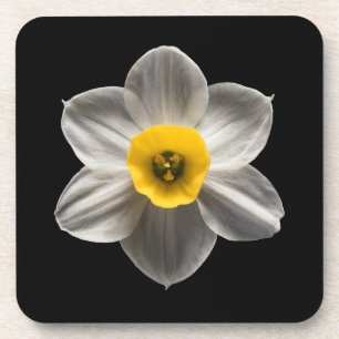 Flowers White Daffodil Flower Coaster