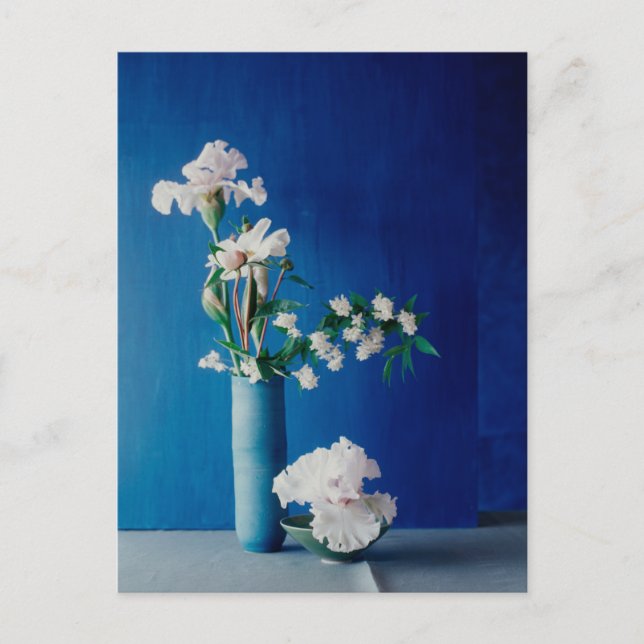 Flowers | White Iris in Vase Postcard (Front)