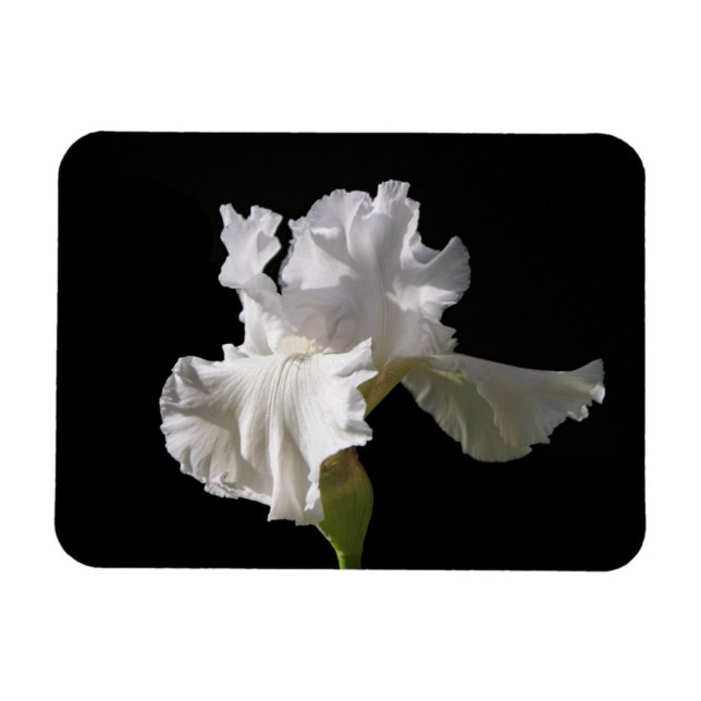 Flowers | White Iris Magnet (Horizontal)