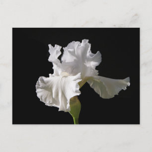Flowers   White Iris Postcard