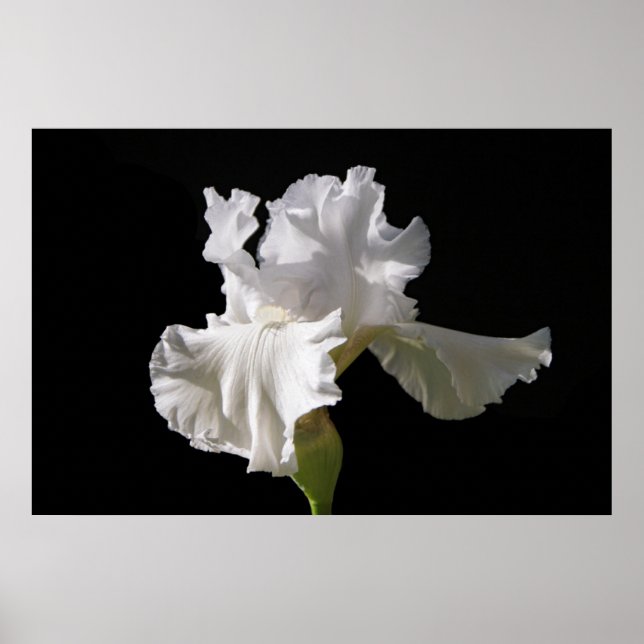 Flowers | White Iris Poster (Front)