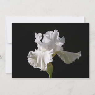Flowers White Iris Thank You Card