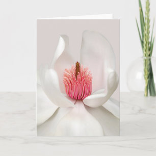 Flowers   White Magnolia Card