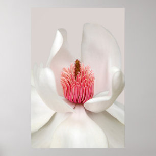 Flowers White Magnolia Poster