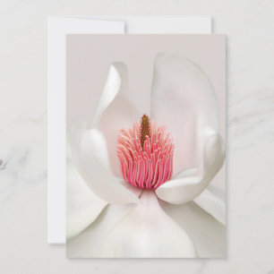 Flowers   White Magnolia Thank You Card