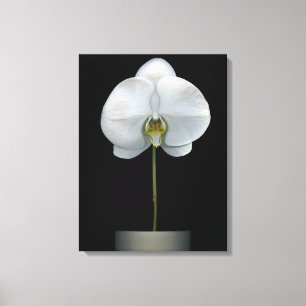 Flowers White Orchid Flower Canvas Print