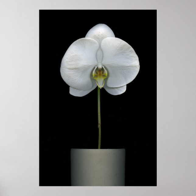 Flowers | White Orchid Flower Poster (Front)