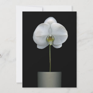 Flowers   White Orchid Flower Thank You Card