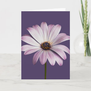 Flowers   White & Purple Daisy Card