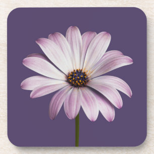 Flowers White & Purple Daisy Coaster