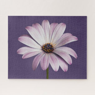 Flowers   White & Purple Daisy Jigsaw Puzzle