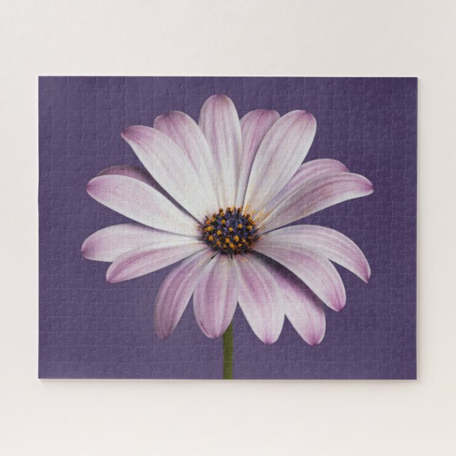 Flowers | White & Purple Daisy Jigsaw Puzzle (Horizontal)