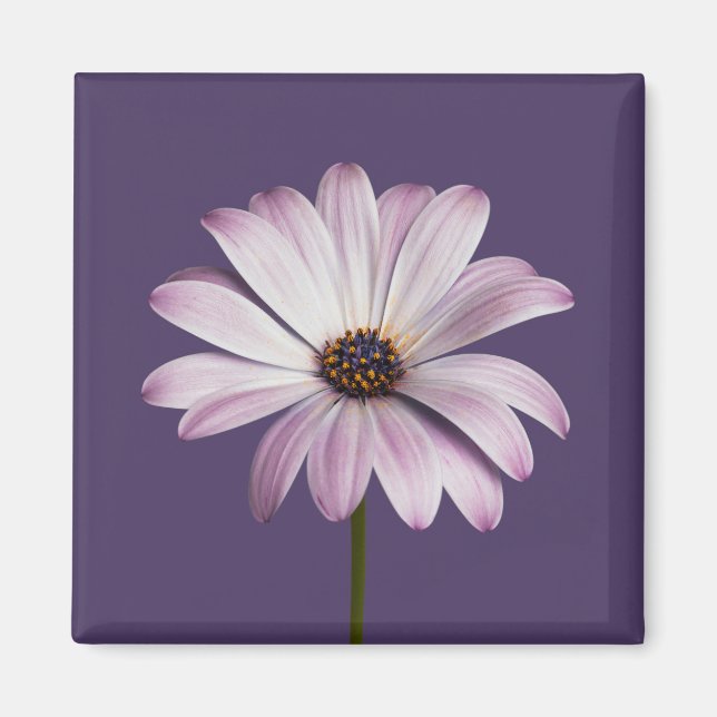 Flowers | White & Purple Daisy Magnet (Front)