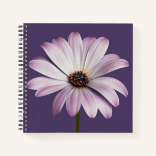 Flowers White & Purple Daisy Notebook