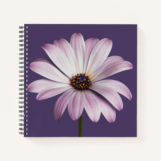 Flowers | White & Purple Daisy Notebook (Front)