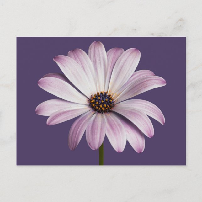Flowers | White & Purple Daisy Postcard (Front)