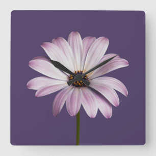 Flowers   White & Purple Daisy Square Wall Clock