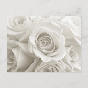Flowers   White Roses Postcard