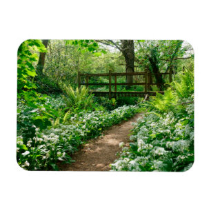 Flowers   White Wildflowers in Forest Magnet