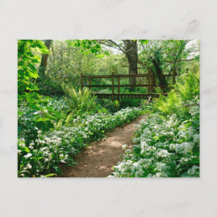 Flowers White Wildflowers in Forest Postcard