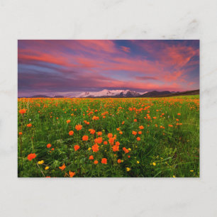 Flowers   Wildflower Field Snowcapped Mountains Postcard