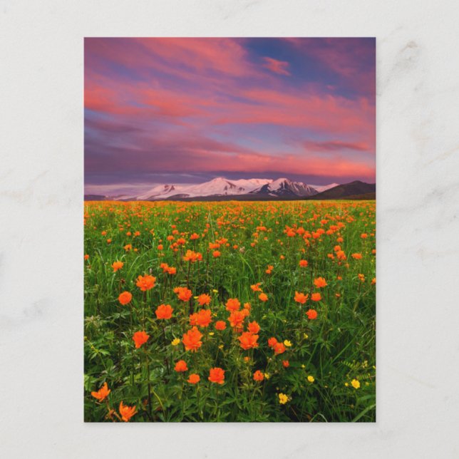 Flowers | Wildflower Field Snowcapped Mountains Postcard (Front)
