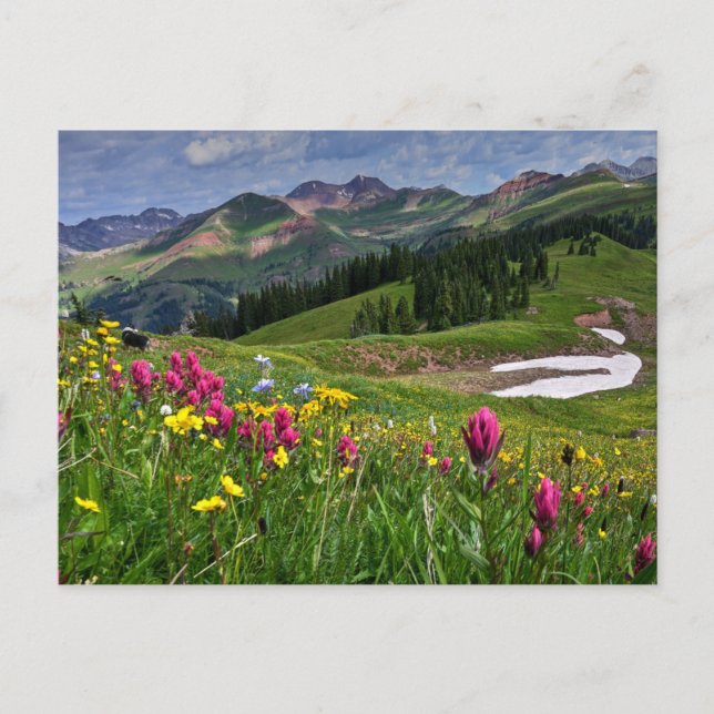 Flowers | Wildflowers Durango, Colorado Postcard (Front)