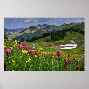 Flowers   Wildflowers Durango, Colorado Poster