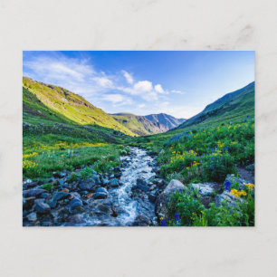Flowers   Wildflowers in Colorado Postcard