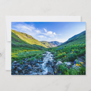 Flowers   Wildflowers in Colorado Thank You Card