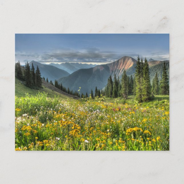 Flowers | Wildflowers Silverton Colorado Postcard (Front)